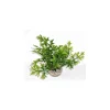 LABEO Algue verte en plastique petit modèle 13 cm