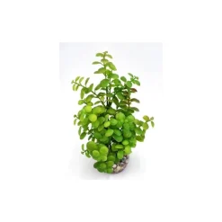 LABEO Arbre lentille vert en plastique grand modèle 22 cm