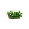 LABEO Barre de gazon vert en plastique 13 x 5 x 7 cm