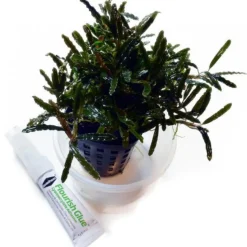 BLUE CORAL Colle à plantes double tube, rapide fixation, SEACHEM Flourish Glue - 2x4g