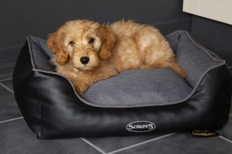 SCRUFFS Corbeille à mémoire de forme pour chien gris Hilton – Taille S