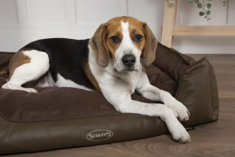SCRUFFS Corbeille à mémoire de forme pour chien et chat Hilton – Taille S