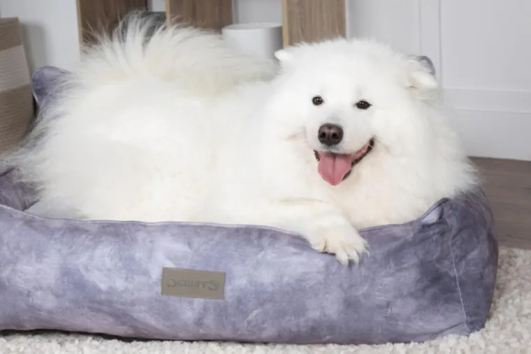 SCRUFFS Corbeille pour chien gris Kensington – Taille M