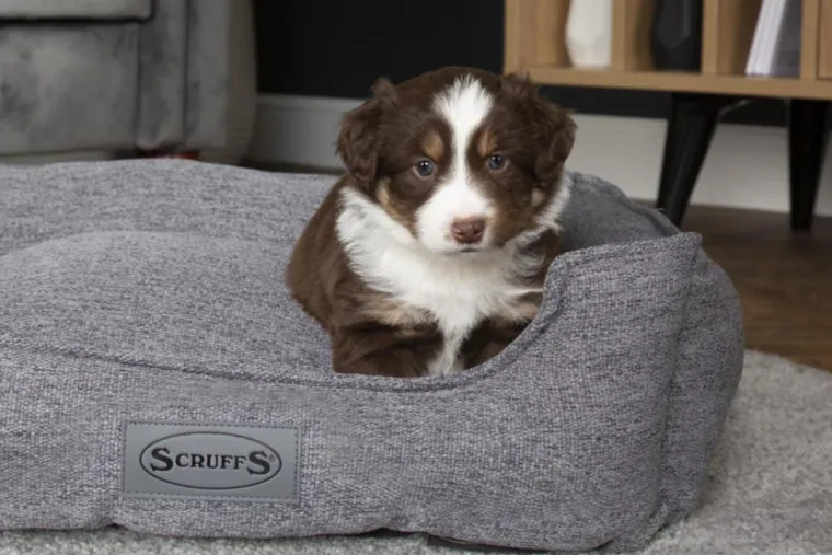 SCRUFFS Corbeille pour chien gris foncé Manhattan – Taille M