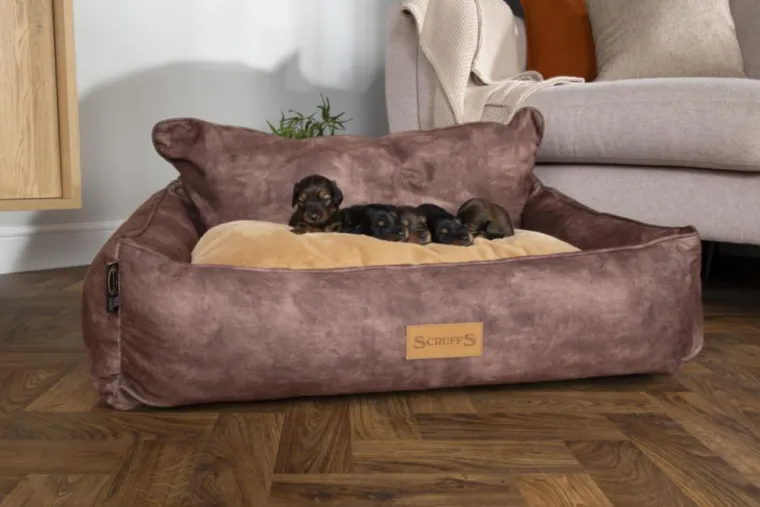 SCRUFFS Corbeille pour chien marron Kensington – Taille XL