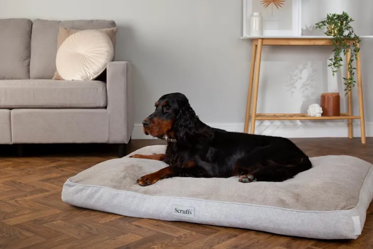 SCRUFFS Couchage orthopédique pour chien coloris marron Harvard - Taille L 100 x 70 x 12 cm