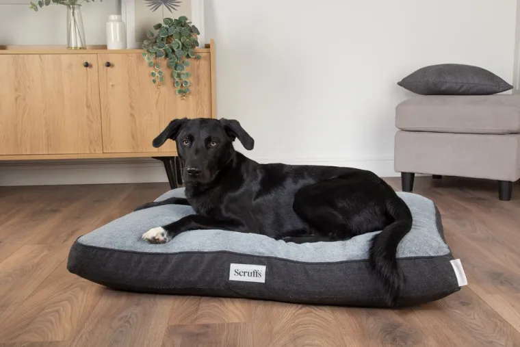 SCRUFFS Couchage orthopédique pour chien coloris gris Harvard - Taille L 100 x 70 x 12 cm