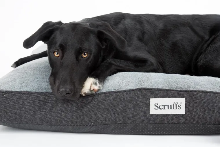 SCRUFFS Couchage orthopédique pour chien coloris gris Harvard - Taille L 100 x 70 x 12 cm