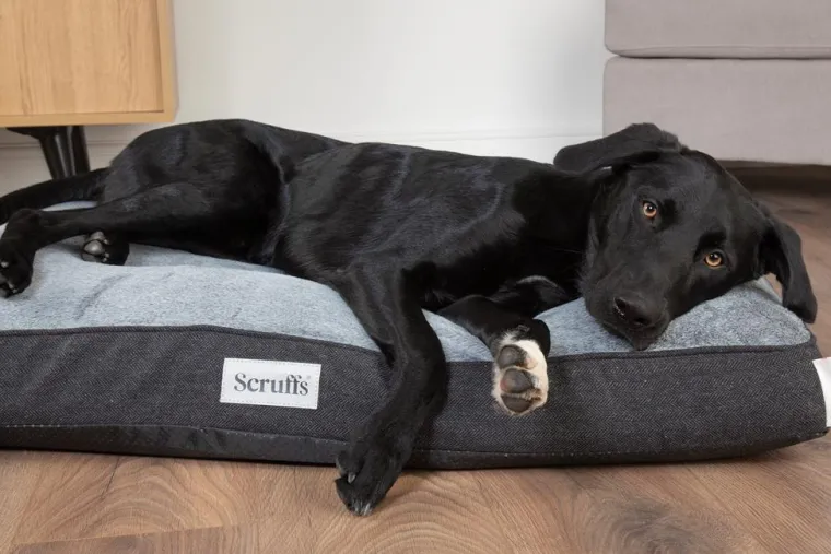 SCRUFFS Couchage orthopédique pour chien coloris gris Harvard - Taille XL 120 x 75 x 16 cm