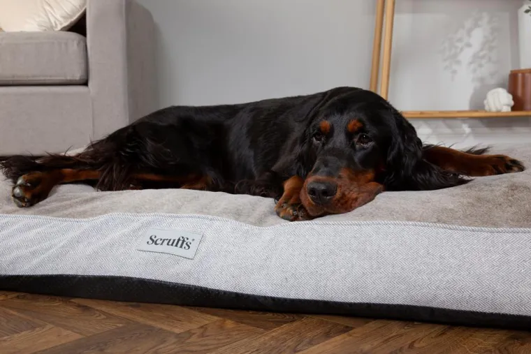 SCRUFFS Couchage orthopédique pour chien coloris marron Harvard - Taille XL 120 x 75 x 16 cm
