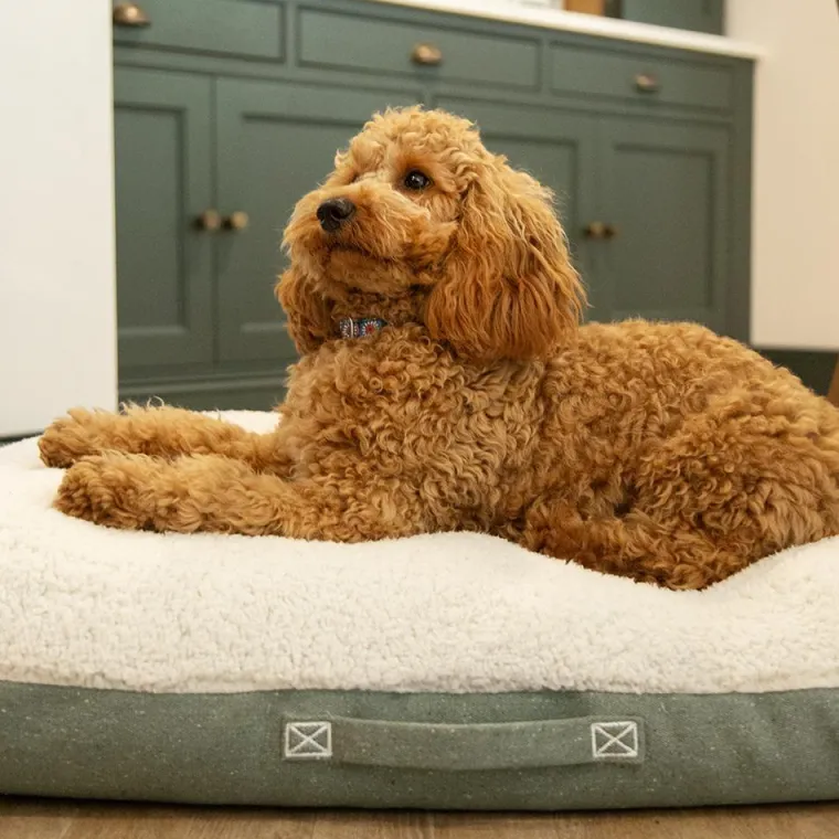 SCRUFFS Couchage pour chien coloris vert coussin Eco Eden - Taille M 80 x 60 cm