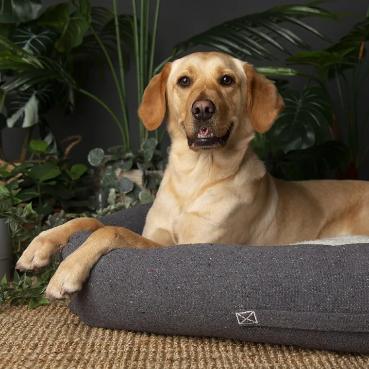 SCRUFFS Couchage pour chien coloris gris corbeille Eco Eden - Taille L 75 x 60 cm