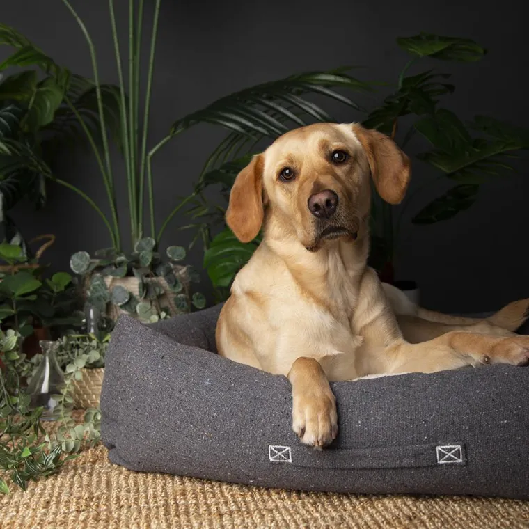 SCRUFFS Couchage pour chien coloris gris corbeille Eco Eden - Taille L 75 x 60 cm