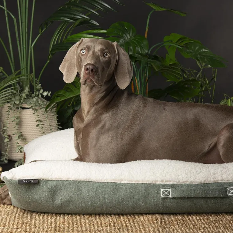 SCRUFFS Couchage pour chien coloris vert coussin Eco Eden - Taille XL 120 x 75 cm