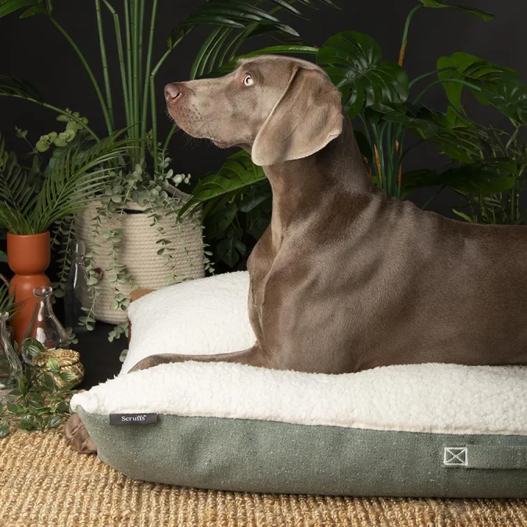 SCRUFFS Couchage pour chien coloris vert coussin Eco Eden - Taille XL 120 x 75 cm