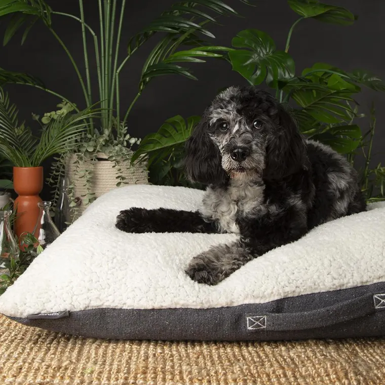 SCRUFFS Couchage pour chien coloris gris coussin Eco Eden - Taille M 80 x 60 cm