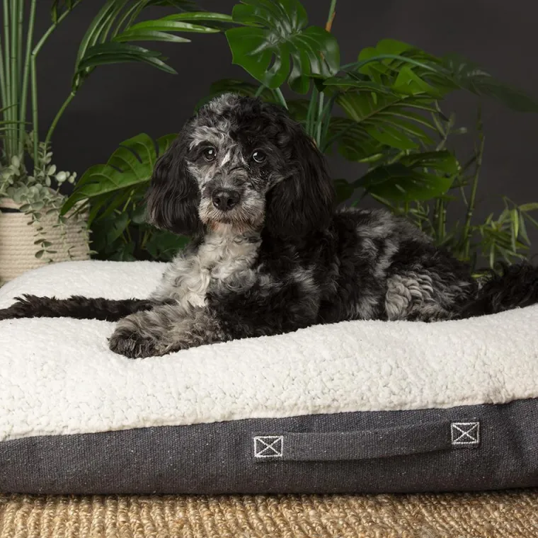SCRUFFS Couchage pour chien coloris gris coussin Eco Eden - Taille M 80 x 60 cm