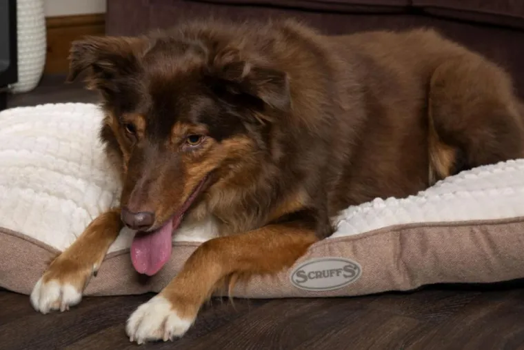 SCRUFFS Coussin pour chien beige Ellen - Taille M