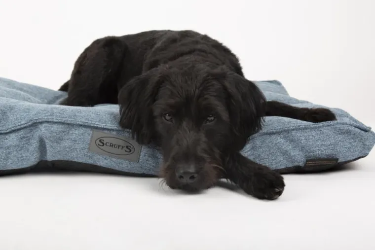 SCRUFFS Coussin pour chien Manhattan bleu - Taille L
