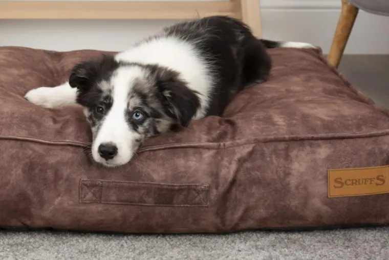 SCRUFFS Coussin pour chien marron Kensington – Taille L
