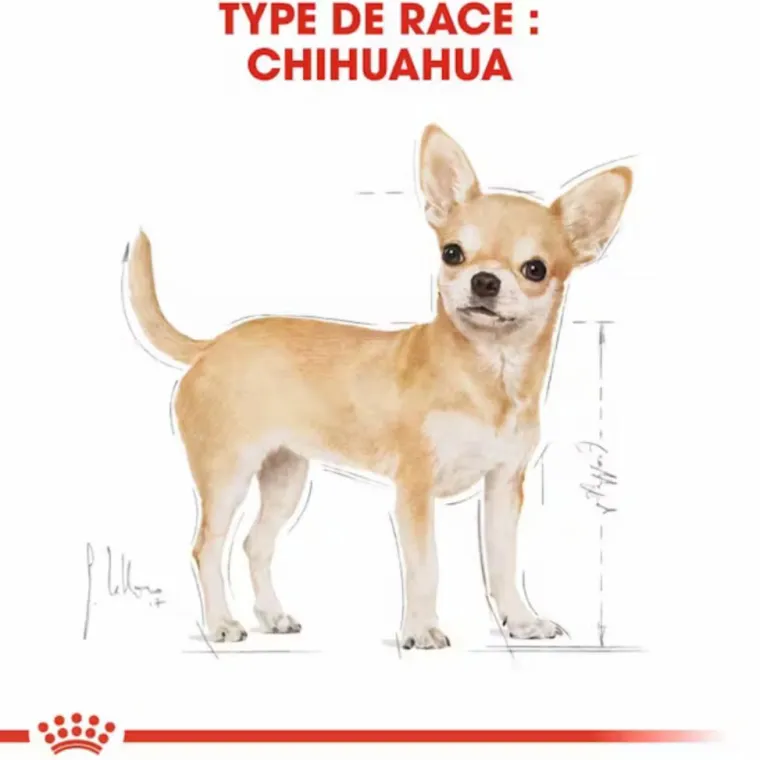ROYAL CANIN Croquette pour chien adulte Chihuahua - 1,5 kg