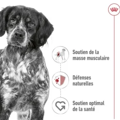 ROYAL CANIN Croquette pour chien adulte de taille moyenne - 15 kg