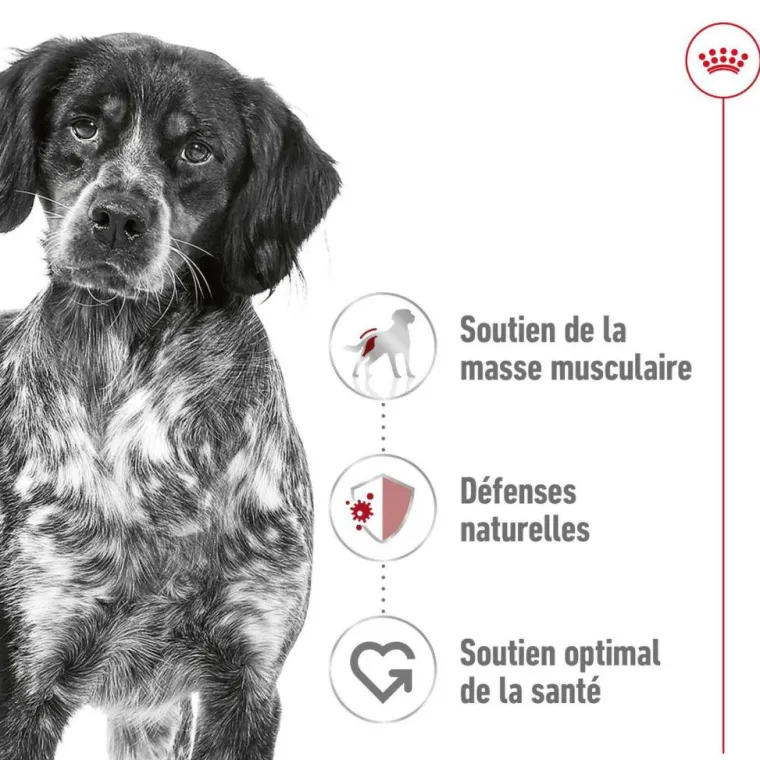 ROYAL CANIN Croquette pour chien adulte de taille moyenne - 15 kg