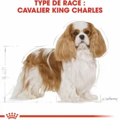 ROYAL CANIN Croquette pour chien adulte King Charles - 3 kg