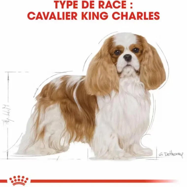ROYAL CANIN Croquette pour chien adulte King Charles - 3 kg