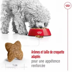 ROYAL CANIN Croquette pour chien adulte de petite taille - 2 kg