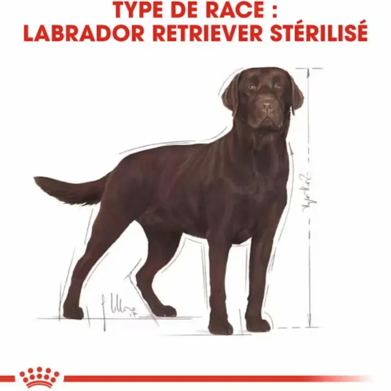 ROYAL CANIN Croquette pour chien adulte stérilisé Labrador - 12 kg
