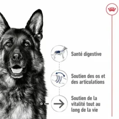 ROYAL CANIN Croquette pour chien mature de grande taille - 15 kg