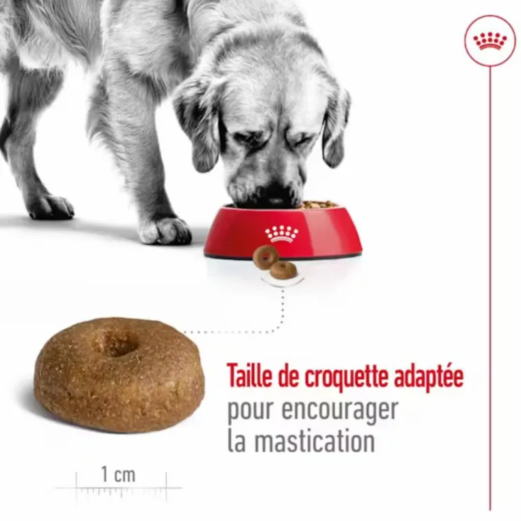ROYAL CANIN Croquette pour chien mature de grande taille - 15 kg