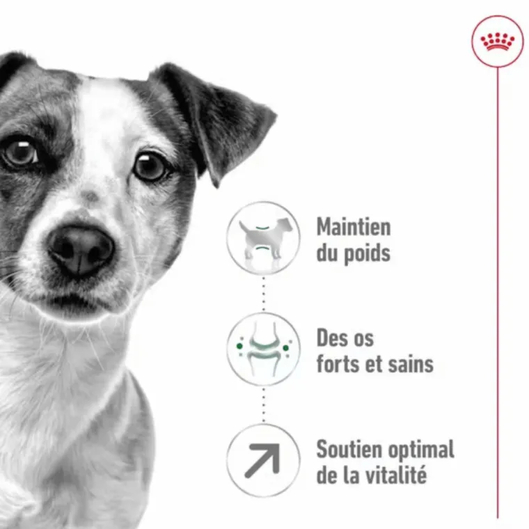 ROYAL CANIN Croquette pour chien mature de petite taille - 4 kg