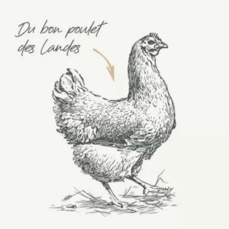 BAB'IN Croquettes pour chat adulte stérilisé au poulet sans céréales grandes races Signature - 6 kg