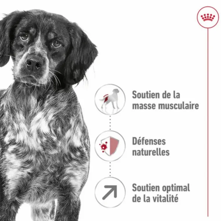 ROYAL CANIN Croquettes pour chien Medium adulte de + 7 ans - Le sac de 15 kg