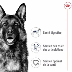 ROYAL CANIN Croquettes pour chien Maxi adulte de + de 15 mois - Le sac de 15 kg