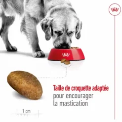 ROYAL CANIN Croquettes pour chien Maxi adulte de + de 15 mois - Le sac de 15 kg