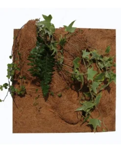 REPTILE PLANET Décor de fond pour terrarium fibre de coco coloris marron Planting Background - 50 x 50 x 10 cm