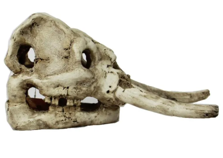 REPTILE PLANET Décor pour vivarium en résine coloris blanc crâne de dinosaure Dinosaurus Skull - 22 x 11 x 12,5 cm