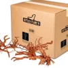 REPTILE PLANET Décoration pour aquarium en bois racine araignée Reptiles Planet - Taille M (26 à 35 cm)