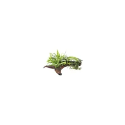 Duo Microsorum + Anubias sur racine L