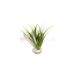 LABEO Echinotorus vert en plastique 16 cm