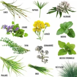 RADIS ET CAPUCINE Enveloppe 12 sachets plantes pour mon chat