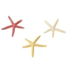 EUROPET Etoile de mer taille S - Ø 10 cm