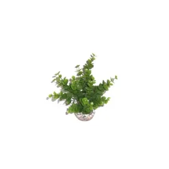LABEO Eucalyptus vert en plastique moyen modèle 19 cm