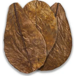BLUE CORAL Feuilles de Badamier naturelles taille M, ARKA mySCAPE-Catappa - 10 pièces de 16.5/20 cm