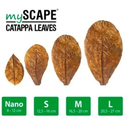 BLUE CORAL Feuilles de Badamier naturelles taille M, ARKA mySCAPE-Catappa - 10 pièces de 16.5/20 cm