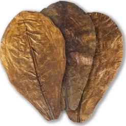 BLUE CORAL Feuilles de badamier taille S, ARKA myScape-Catappa - 10 pièces de 12,5/16 cm