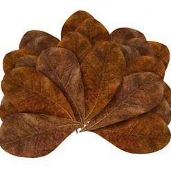 BLUE CORAL Feuilles de badamier taille M enrichissantes, STOFFELS - pack de 20